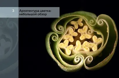 Цветы. Естественная история - фото 2