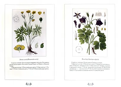 Ботанический атлас. Н.П. Животовский - фото 2