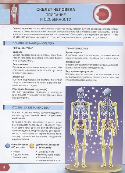 Анатомия человека - фото 5