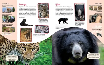 Яркий мир животных - фото 7