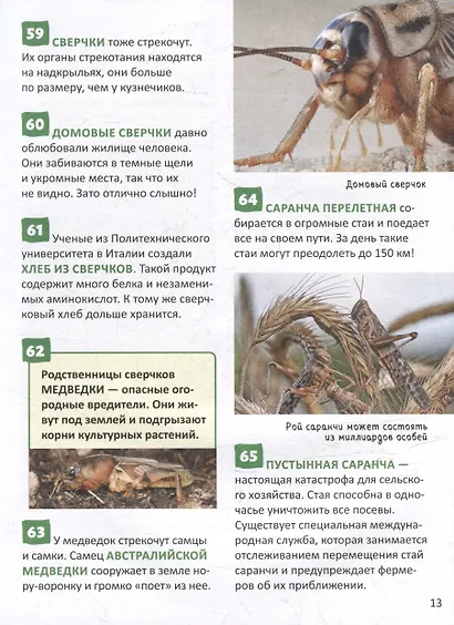 Насекомые. Энциклопедия российского школьника. 250 фактов - фото 4
