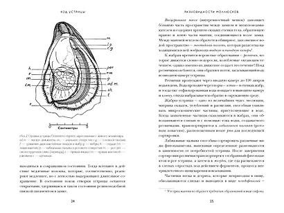 Код устрицы: Загадочная история деликатеса - фото 13