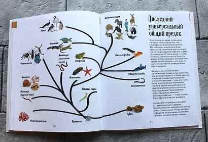 История жизни на Земле. От бактерии до человека - фото 7