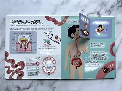 Мое тело. Интерактивные энциклопедии с колесиком, окошком и постером - фото 6
