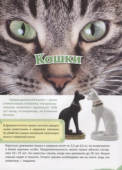 Кошки - фото 2