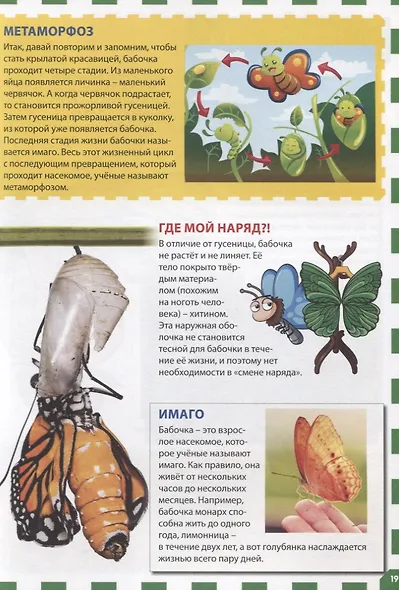Бабочки. Первая энциклопедия для детей - фото 6