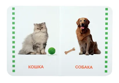 Домашние животные - фото 4