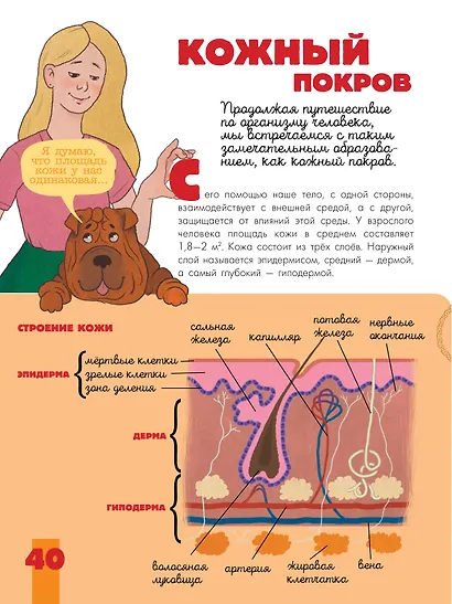 Тело человека - фото 11