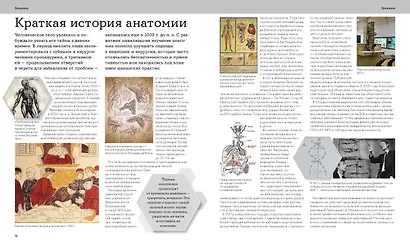 Анатомия человека. Визуальный гид по всем системам организма: норма и патологии - фото 13