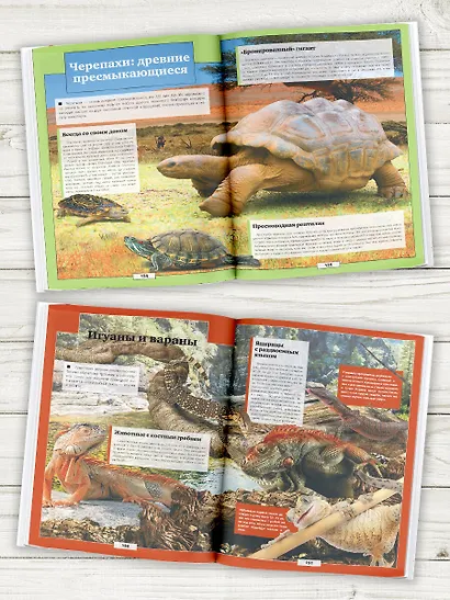 Животные - фото 3