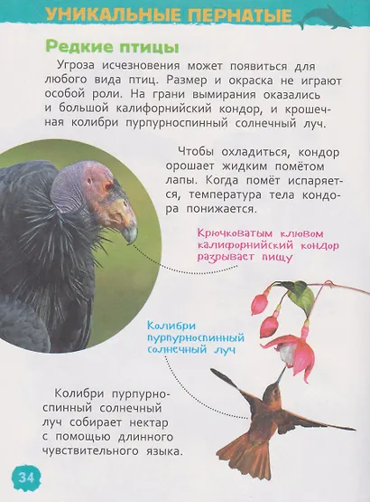 Красная книга мира. Энциклопедия для детского сада - фото 9