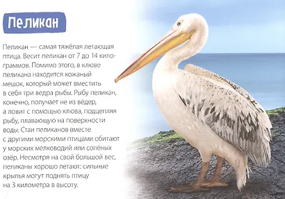 Обучающая книга «Животные-рекордсмены» - фото 2
