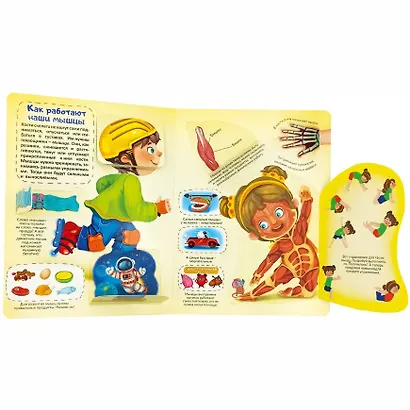 Моя первая анатомия. Книжка с окошками - фото 3