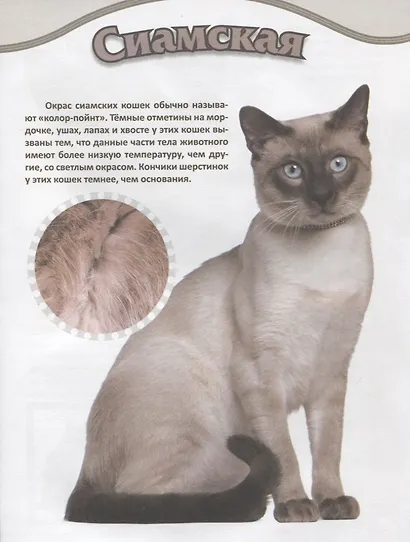 Кошки - фото 4