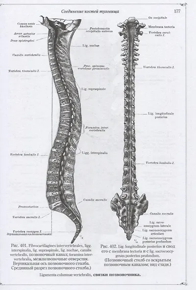 Анатомический атлас для студентов и врачей - фото 5
