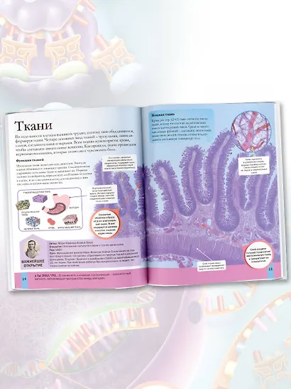 Тело человека - фото 6