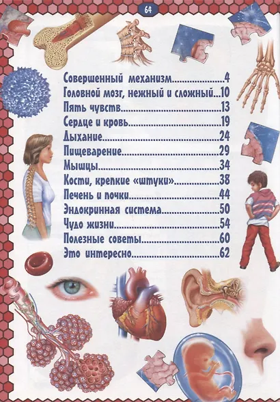 Тело человека. Детская энциклопедия в картинках. - фото 2