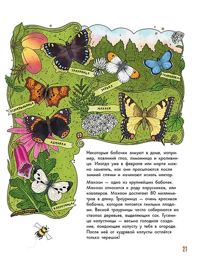 Насекомые - фото 7