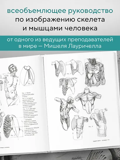 МОРФО. Скелет и мышцы человека. Анатомия для художников - фото 5