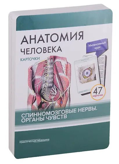 Анатомия человека. Спинномозговые нервы. Органы чувств (47 карточек) - фото 2