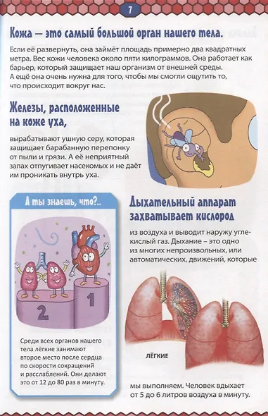 Тело человека. Детская энциклопедия в картинках. - фото 6