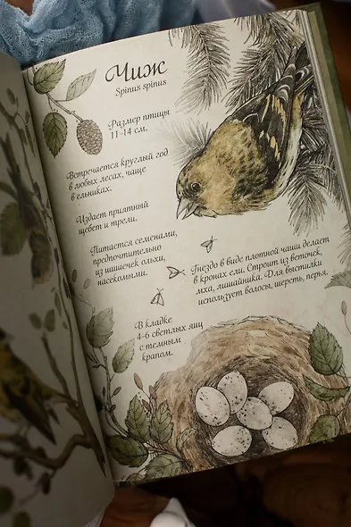 Птицы леса. Артбук - фото 11