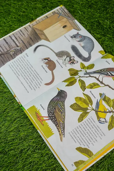 Животные рядом с нами - фото 8