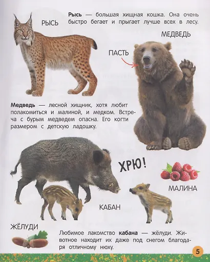 Моя большая книга о животных - фото 3