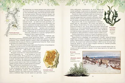 Дары русского леса. Грибы, ягоды и целительные растения - фото 8