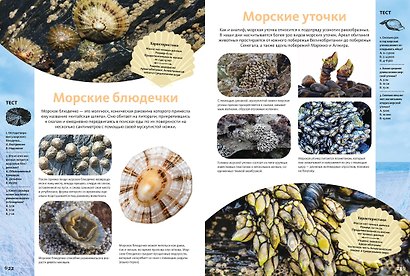 Животные морей и океанов. Большая школьная энциклопедия - фото 7
