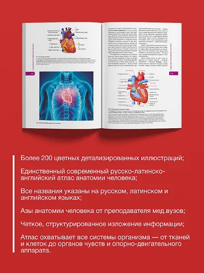 Атлас анатомии человека. Русско-латинско-английское издание - фото 6