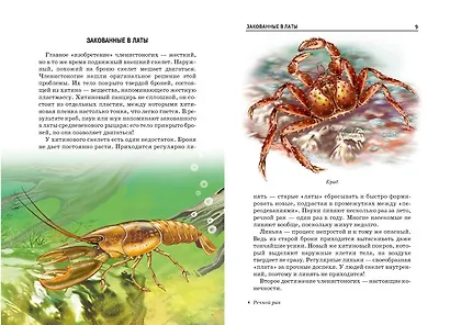 Жуки и другие удивительные насекомые. - фото 3