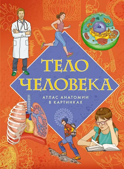 Тело человека. Атлас анатомии в картинках - фото 1