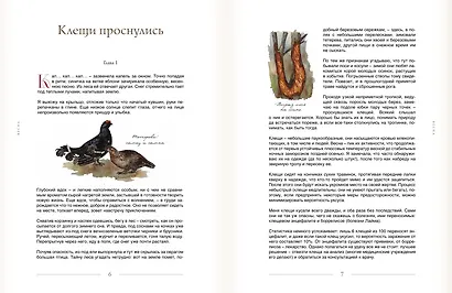 За руку с лесом. Жизнь в ритме природы, янтарный мёд и деревенское крыльцо - фото 6