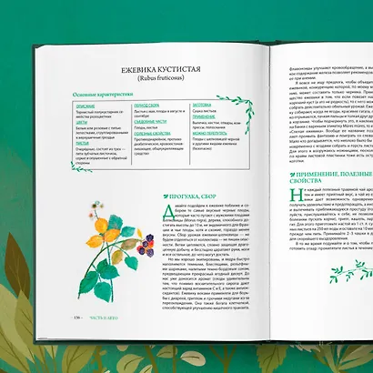 Гримуар травницы. Иллюстрированный справочник по сбору, заготовкам и полезным свойствам дикорастущих растений - фото 9