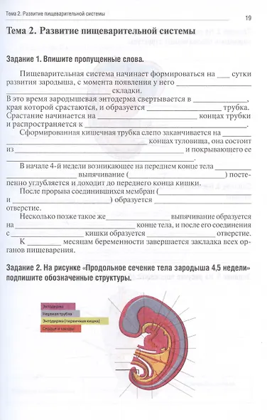 Анатомия человека. Спланхнология. Часть 4: Пищеварительная система. Тетрадь-практикум - фото 4