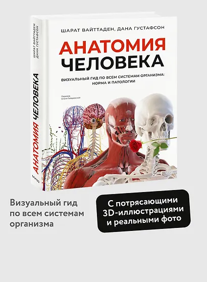 Анатомия человека. Визуальный гид по всем системам организма: норма и патологии - фото 4