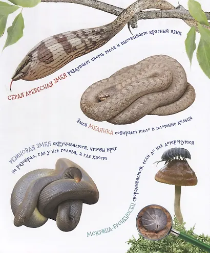 Удивительные животные (Первая энциклопедия) - фото 7
