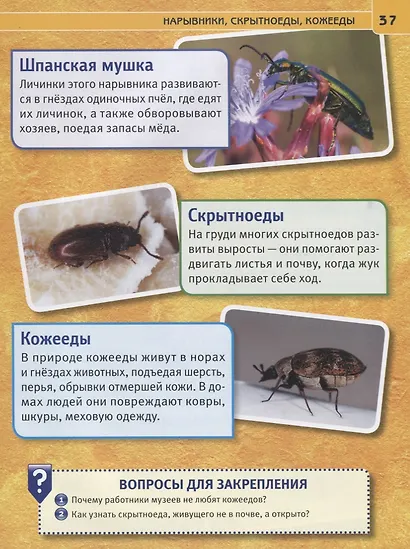Пауки, жуки и улитки. Энциклопедия с развивающими заданиями - фото 5