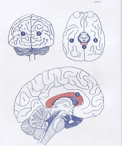 Что там внутри? Путеводитель по нашему мозгу - фото 4