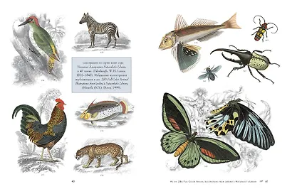 Анималистика. Образы & фантазии - фото 6