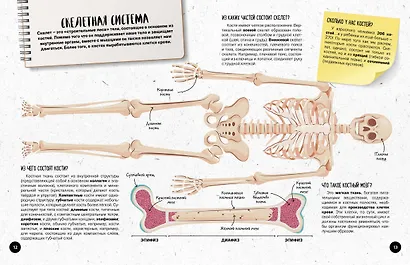 Что? Как? Почему? Мои первые знания про ТЕЛО ЧЕЛОВЕКА (с постером) - фото 6