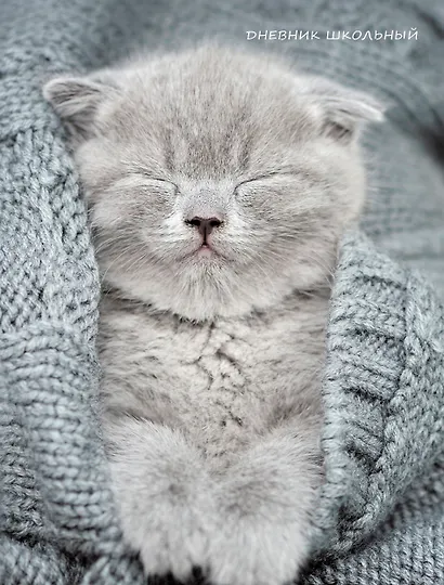 Дневник для средних и старших классов Listoff, "Уютный котик" - фото 1