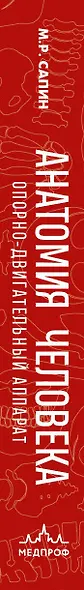 Анатомия человека. Компактный атлас. Опорно-двигательный аппарат - фото 13