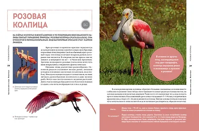 Красная книга мира. Животные - фото 10