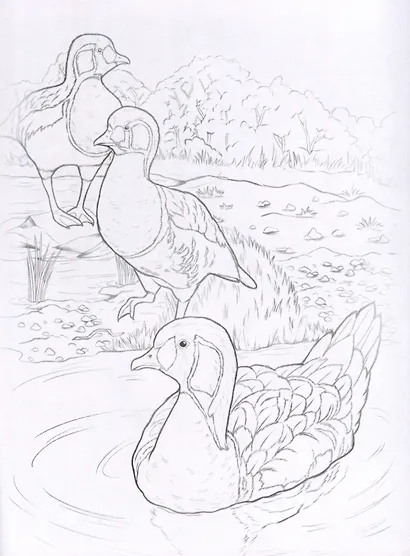 Красная книга. Птицы, цветы и растения. Посмотри и дорисуй - фото 3