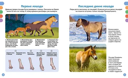 Лошади - фото 4