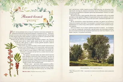 Дары русского леса. Грибы, ягоды и целительные растения - фото 6