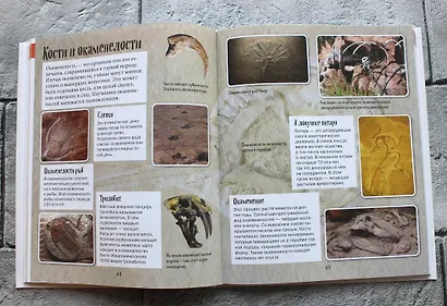 История жизни на Земле. От бактерии до человека - фото 5