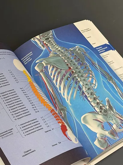 Популярный атлас анатомии человека - фото 5